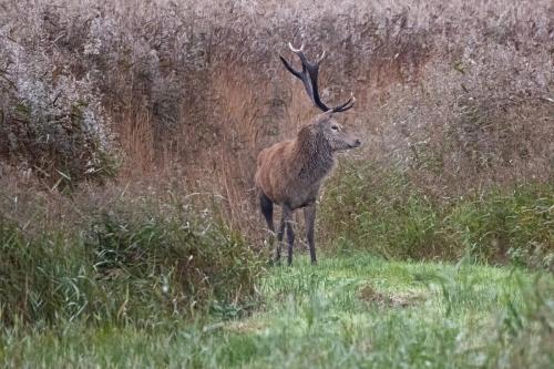 Red Deer