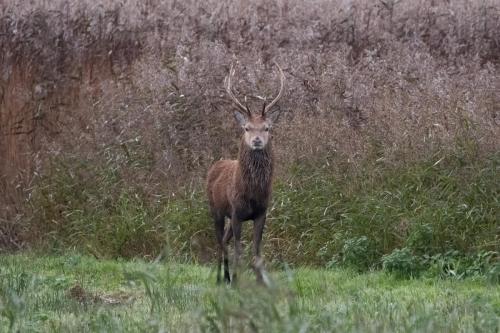 Red Deer