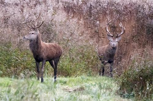 Red Deer