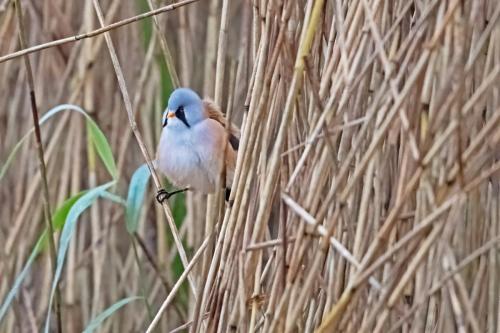 Bearded Reedlings