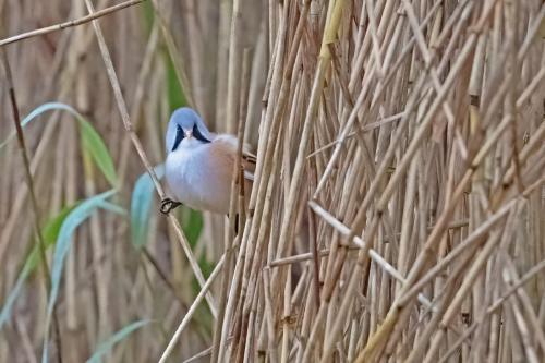 Bearded Reedlings