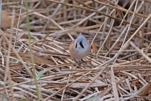Bearded Reedlings