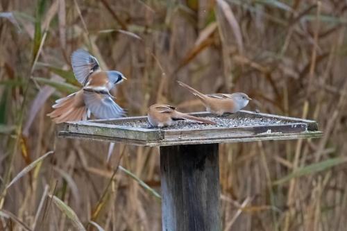 Bearded Reedlings