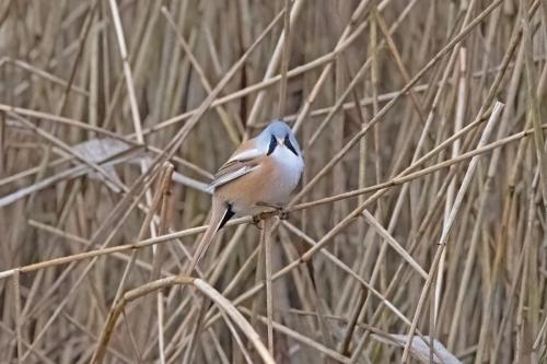 Bearded Reedlings