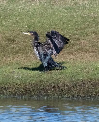 Cormorant by pond in Parkside