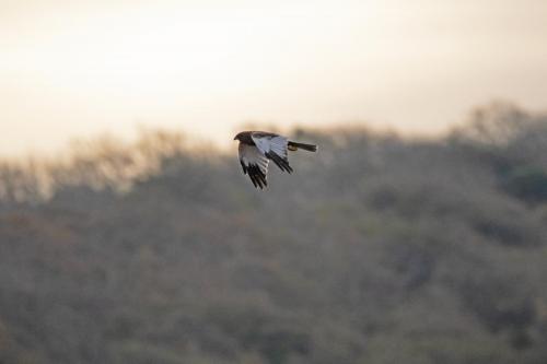 Marsh Harrier