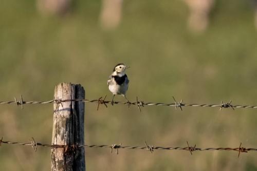 Ped Wagtail