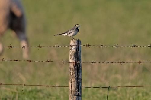 Pied Wagtail