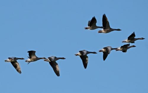 Greylags
