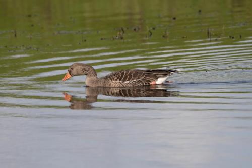 Greylag