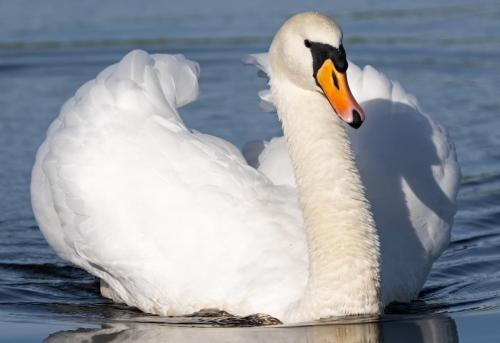 Mute Swans