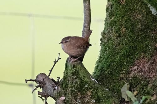 Wren