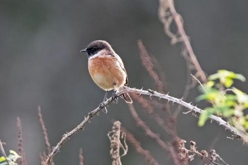 Stonechat