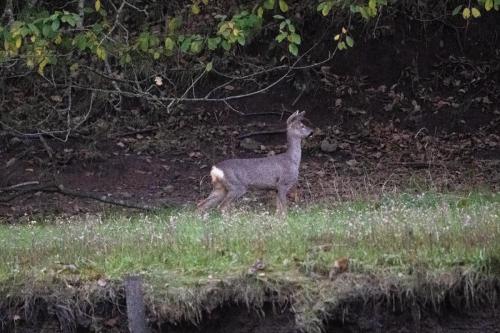 Roe Deer