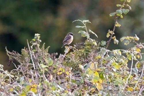 Stonechat