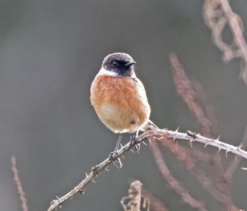 Stonechat