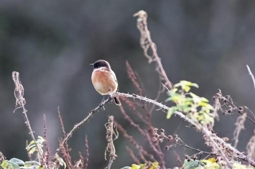 Stonechat