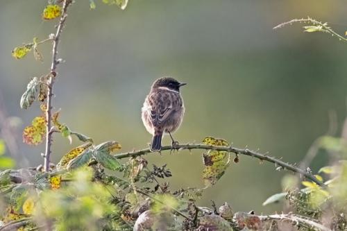Stonechat