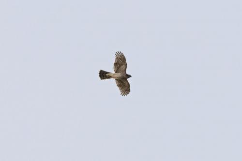 Sparrow Hawk