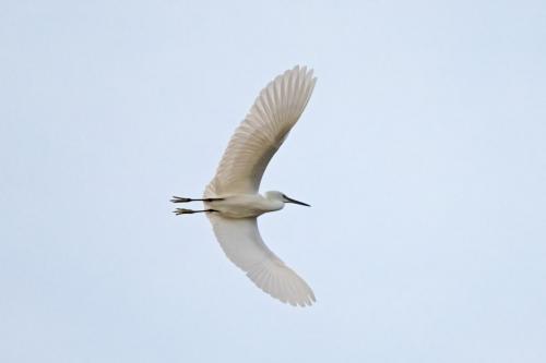 Little Egret