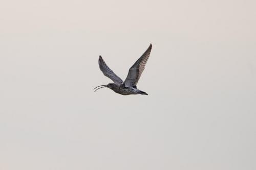 Curlew