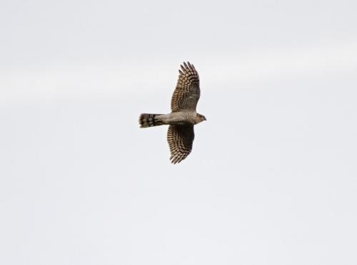 Sparrowhawk