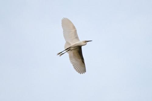 Little Egret