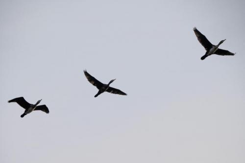 Cormorants