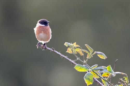 Stonechat