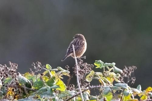 Stonechat