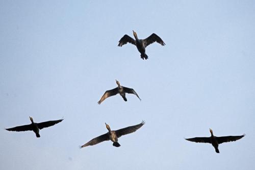 Cormorants