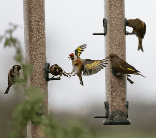15 Feb 2023, Parkside, Cumbria -Goldfinch landing on feeder