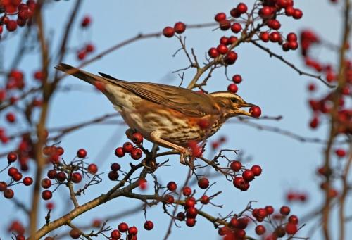 Redwing