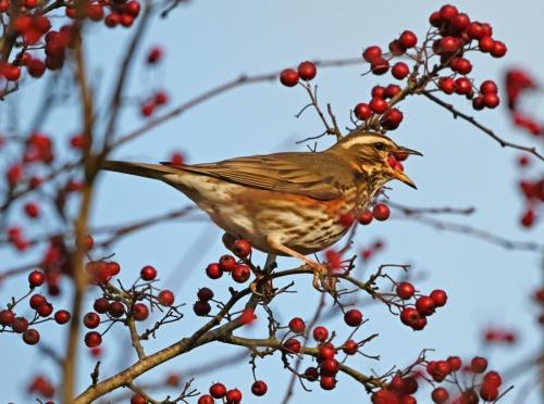 Redwing