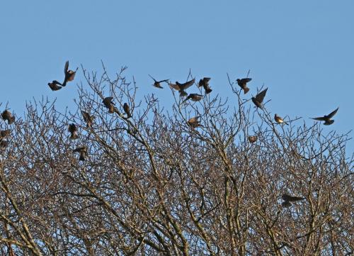 Redwings and Starlings