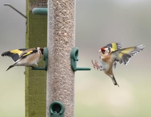 06 March 2023, Parkside, Cumbria -Goldfinches