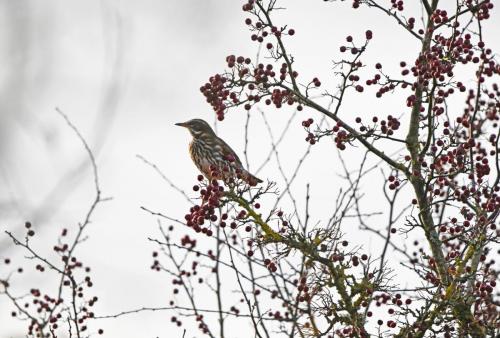 Redwing parkside