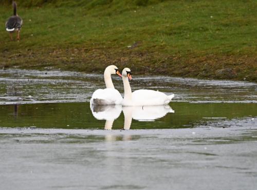 Mute Swans Parkside
