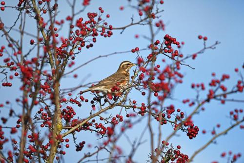 Fieldfare Parkside
