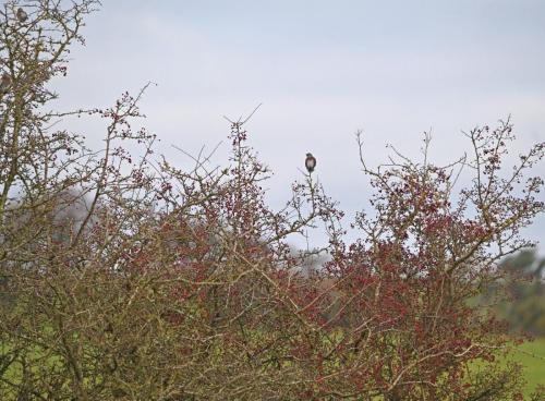 Fieldfare