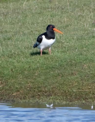 06 March 2023, Parkside, Cumbria -Oyster Catcher Parkside