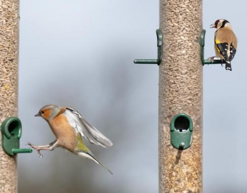 06 March 2023, Parkside, Cumbria -Chaffinch
