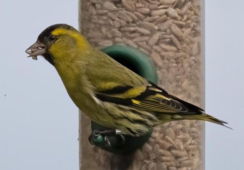 06 March 2023, Parkside, Cumbria -Siskin