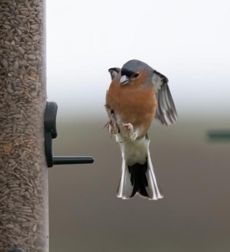 06 March 2023, Parkside, Cumbria -Robin