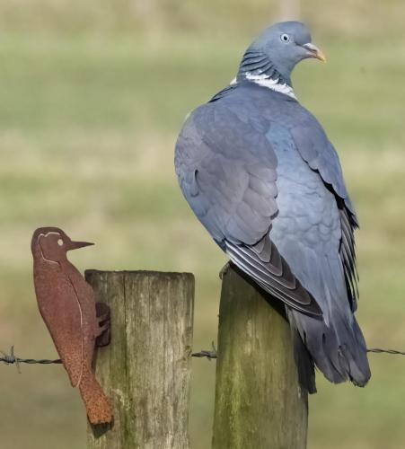 06 March 2023, Parkside, Cumbria -Wood Pidgeon