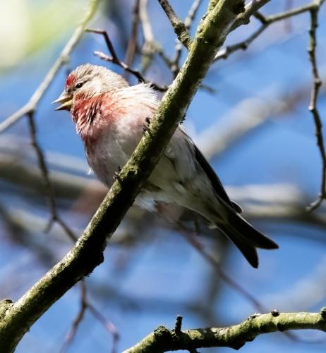 06 March 2023, Parkside, Cumbria -Redpoll in Hawthorn