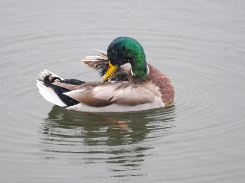 06 March 2023, Parkside, Cumbria -Mallard parkside