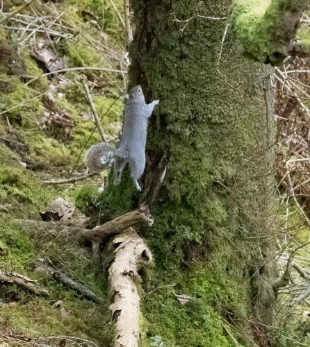 06 March 2023, Parkside, Cumbria -Grey Squirrel
