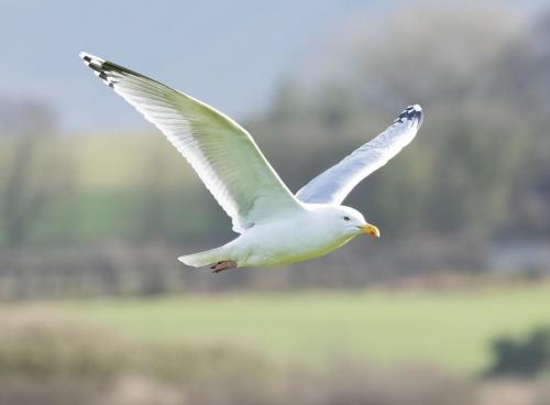 05 Feb 2023- Parkside Cumbria -BH Gull
