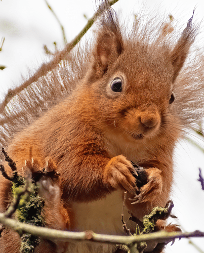 15 Feb 2023, Parkside, Cumbria -Red Squirrel